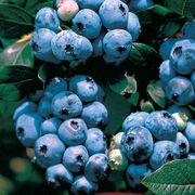 Vaccinium 'Tophat' Blueberry Alternate Image 1