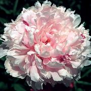 'Sarah Bernhardt' Peony Alternate Image 2