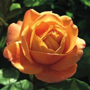 Strike It Rich&reg; Grandiflora Rose Alternate Image 1