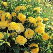 Sun Sprinkles Miniature Rose Thumb