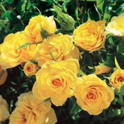 Sun Sprinkles Miniature Rose Alternate Image 2