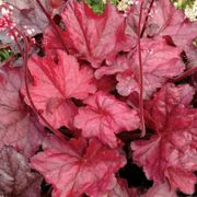 Heuchera 'Fire Chief' Alternate Image 2