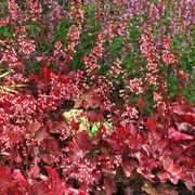 Heuchera 'Fire Chief' Alternate Image 3