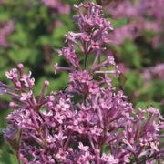Syringa Bloomerang&reg; Dark Purple Alternate Image 3