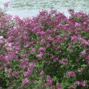 Syringa Bloomerang&reg; Dark Purple Alternate Image 7