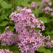 Syringa Bloomerang&reg; Dark Purple Alternate Image 8