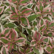 Weigela My Monet&reg; Alternate Image 1