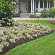 Weigela My Monet&reg; Alternate Image 3