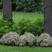 Weigela My Monet&reg; Alternate Image 4