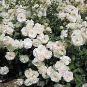 Iceberg Floribunda Rose Thumb