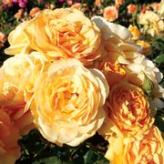 Soaring to Glory Floribunda Rose Alternate Image 3