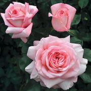 Savannah&trade; Sunbelt&reg; Hybrid Tea Rose Alternate Image 1