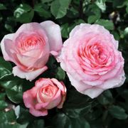 Savannah&trade; Sunbelt&reg; Hybrid Tea Rose Alternate Image 2