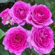Simply Magnifiscent Grandiflora Rose Alternate Image 2