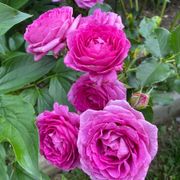 Simply Magnifiscent Grandiflora Rose Alternate Image 3