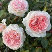 Parfuma&reg; Bliss Hybrid Tea Rose Alternate Image 1