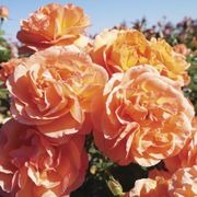 Outrageous Floribunda Rose Alternate Image 2