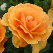South Africa&reg; Sunbelt&reg; Grandiflora Rose Thumb