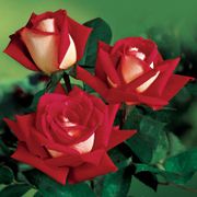 Love Grandiflora Rose Thumb