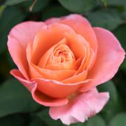 Sweet Mademoiselle&trade; Hybrid Tea Rose Alternate Image 2