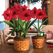 Basket of Joy Amaryllis Thumb