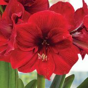 Basket of Joy Amaryllis Alternate Image 1