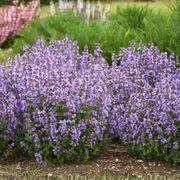 Nepeta 'Cat's Pajamas' Alternate Image 1