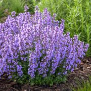 Nepeta 'Cat's Pajamas' Alternate Image 3