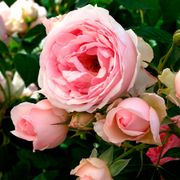 Sweet Rose of Mine Floribunda Rose Alternate Image 2