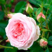 Sweet Rose of Mine Floribunda Rose Alternate Image 4