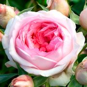 Sweet Rose of Mine Floribunda Rose Alternate Image 5