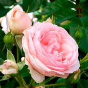 Sweet Rose of Mine Floribunda Rose Alternate Image 7