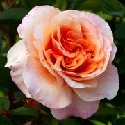 Double Easy Orange Floribunda Rose Alternate Image 3