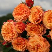 Crazy Love&trade; Sunbelt&reg; Grandiflora Rose Alternate Image 1