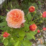 Crazy Love&trade; Sunbelt&reg; Grandiflora Rose Alternate Image 2