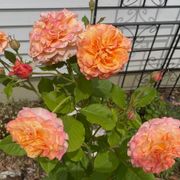 Crazy Love&trade; Sunbelt&reg; Grandiflora Rose Alternate Image 3