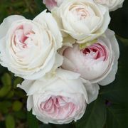 Earth Angel&trade; Parfuma&reg; Floribunda Rose Alternate Image 2