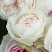 Earth Angel&trade; Parfuma&reg; Floribunda Rose Alternate Image 3