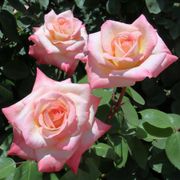 Elegant Lady Hybrid Tea Rose Alternate Image 1