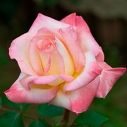 Elegant Lady Hybrid Tea Rose Alternate Image 2