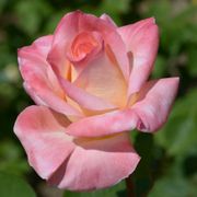Elegant Lady Hybrid Tea Rose Alternate Image 3