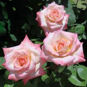 Elegant Lady Hybrid Tea Rose Alternate Image 4