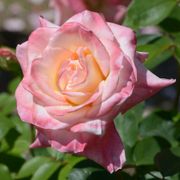 Elegant Lady Hybrid Tea Rose Alternate Image 5