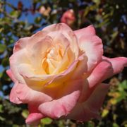 Elegant Lady Hybrid Tea Rose Alternate Image 6