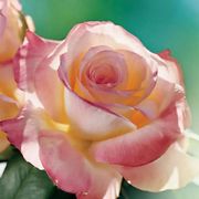 Elegant Lady Hybrid Tea Rose Alternate Image 7