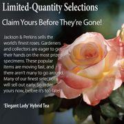 Elegant Lady Hybrid Tea Rose Alternate Image 8