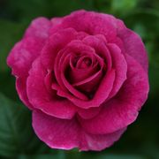 Sweet Intoxication Floribunda Rose Alternate Image 1