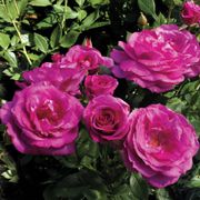 Sweet Intoxication Floribunda Rose Alternate Image 2