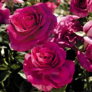 Sweet Intoxication Floribunda Rose Alternate Image 3