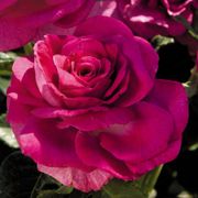 Sweet Intoxication Floribunda Rose Alternate Image 4